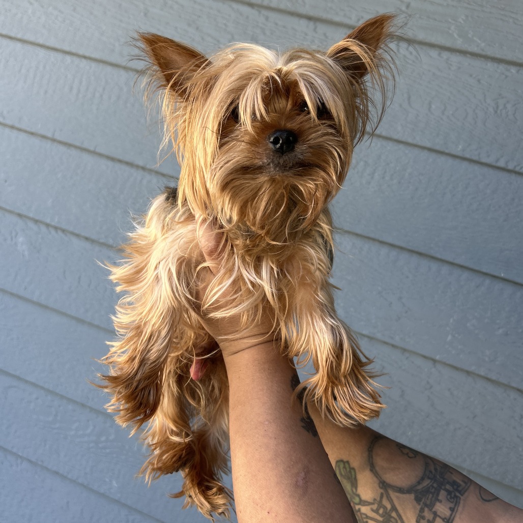 Shelter Stray Male Dog last seen , 2608 Center St, Tacoma, WA 98409, USA