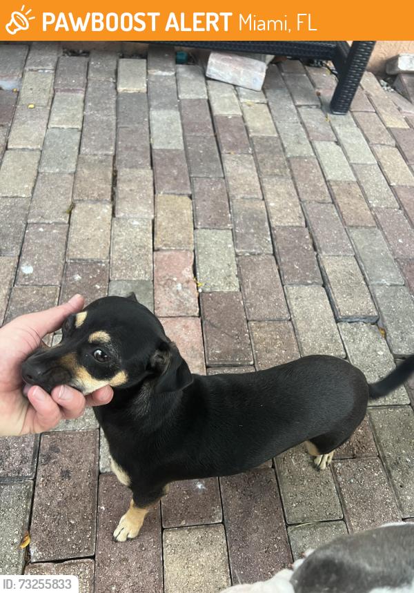 Found/Stray Female Dog last seen Near nw 103 st miami fl 34147, Miami, FL 33147
