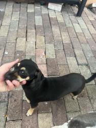 Found/Stray Female Dog last seen Near nw 103 st miami fl 34147, Miami, FL 33147