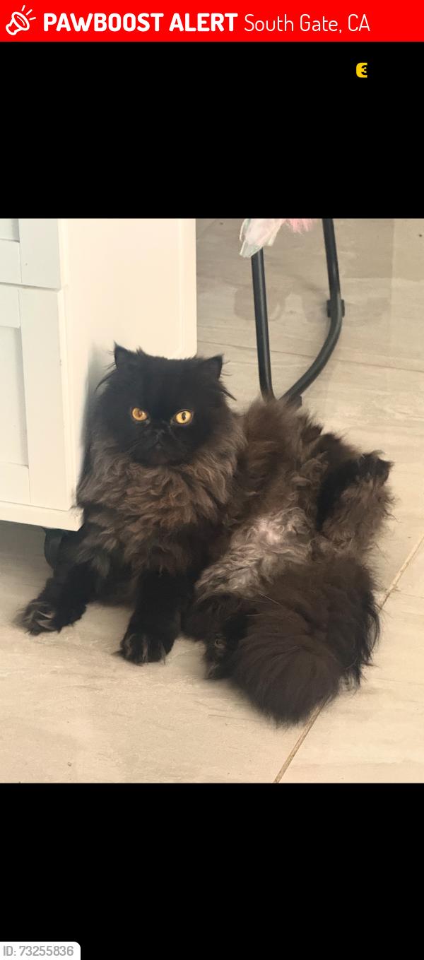Lost Male Cat last seen Near sg park, South Gate, CA 90280