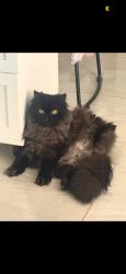 Lost Male Cat last seen Near sg park, South Gate, CA 90280