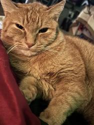 Lost Female Cat last seen Parkcrest st, Alvin, TX 77511
