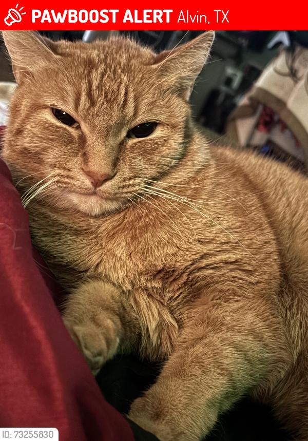 Lost Female Cat last seen Parkcrest st, Alvin, TX 77511