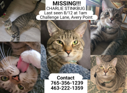 Lost Male Cat last seen Craig street, Indianapolis, IN 46250