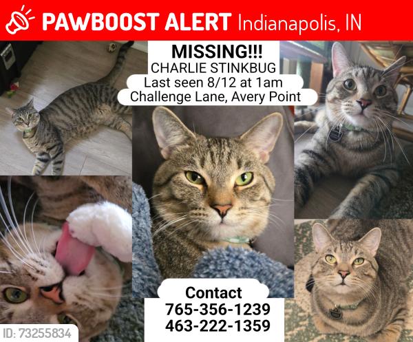 Lost Male Cat last seen Craig street, Indianapolis, IN 46250