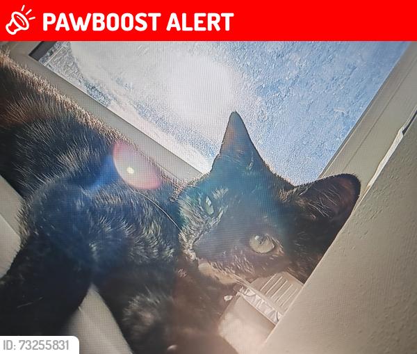 Lost Female Cat last seen Hadley park road, Hadley, England TF1 6NY