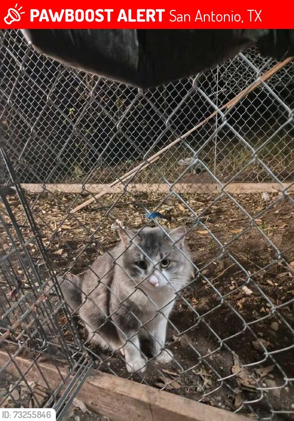 Lost Male Cat last seen Marbauch, San Antonio, TX 78227