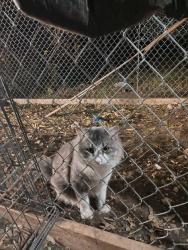 Lost Male Cat last seen Marbauch, San Antonio, TX 78227