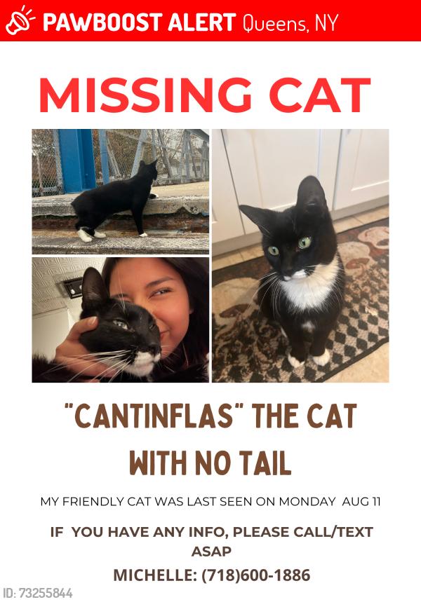 Lost Male Cat last seen Elmhurst NY, Queens, NY 11373