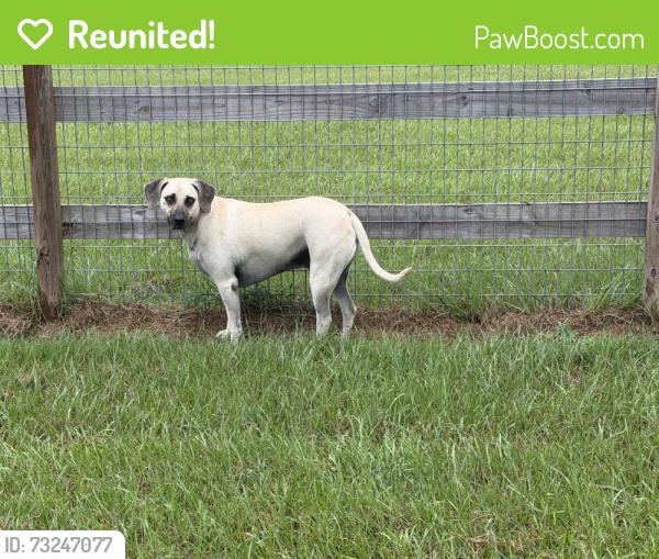 Reunited Male Dog last seen Joseph and Robinhood, Hockley, TX 77447