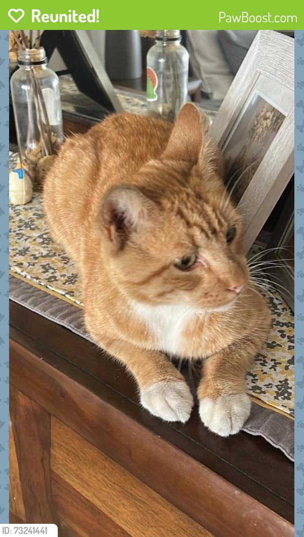 Reunited Male Cat last seen Cherry street, Placentia, CA 92870