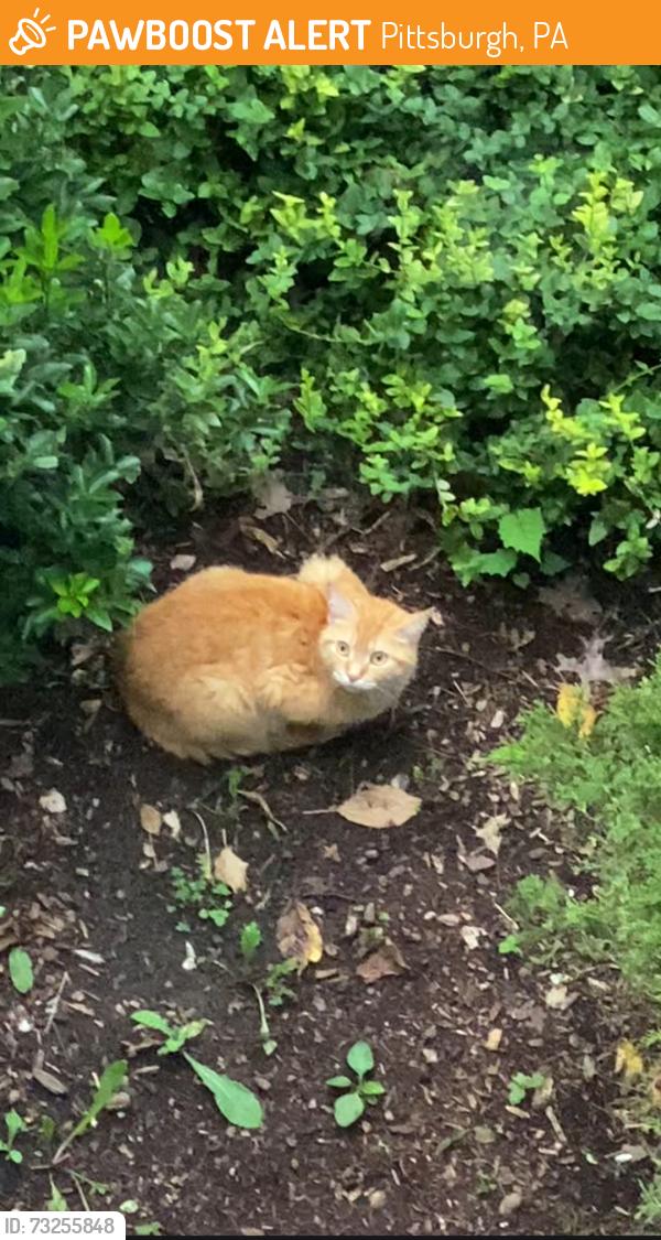 Found/Stray Unknown Cat last seen Taylor park, Pittsburgh, PA 15221