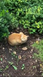 Found/Stray Unknown Cat last seen Taylor park, Pittsburgh, PA 15221