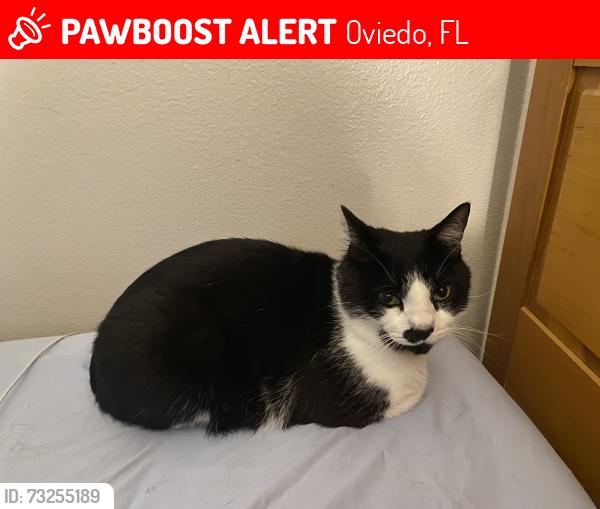 Lost Male Cat last seen Near Kerwood circle, Oviedo, FL 32765