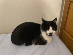 Lost Male Cat last seen Near Kerwood circle, Oviedo, FL 32765