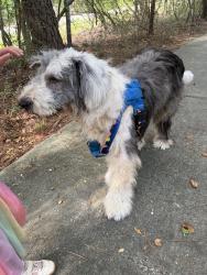 Found/Stray Male Dog last seen Windvale Park, Conroe, TX 77384
