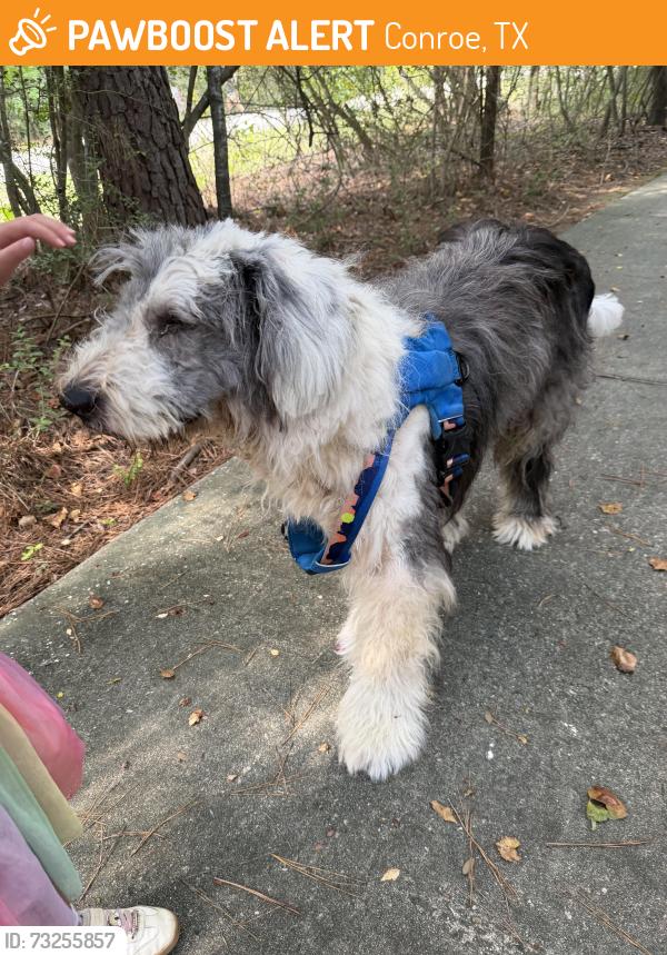 Found/Stray Male Dog last seen Windvale Park, Conroe, TX 77384