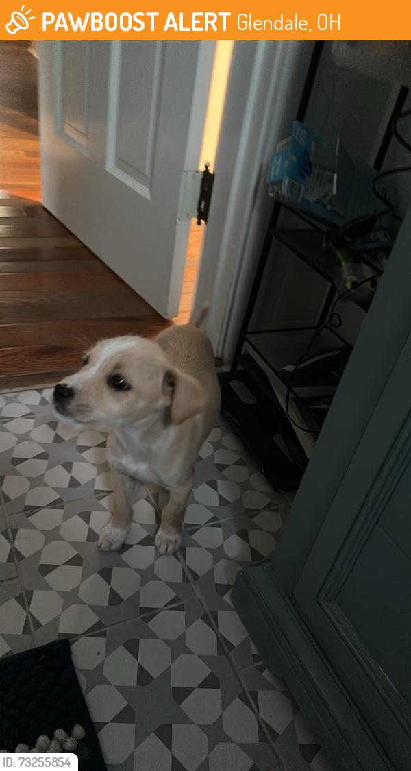 Found/Stray Male Dog last seen Behind Glendale Town Hall, Glendale, OH 45246