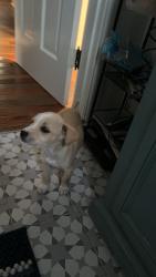Found/Stray Male Dog last seen Behind Glendale Town Hall, Glendale, OH 45246