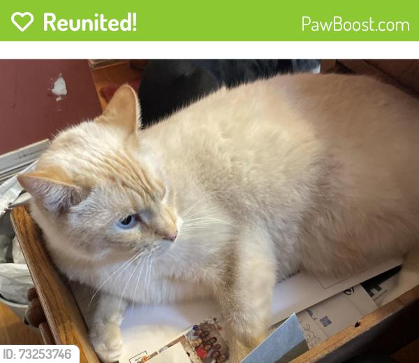 Reunited Male Cat last seen No longer looking, Lancaster, OH 43130