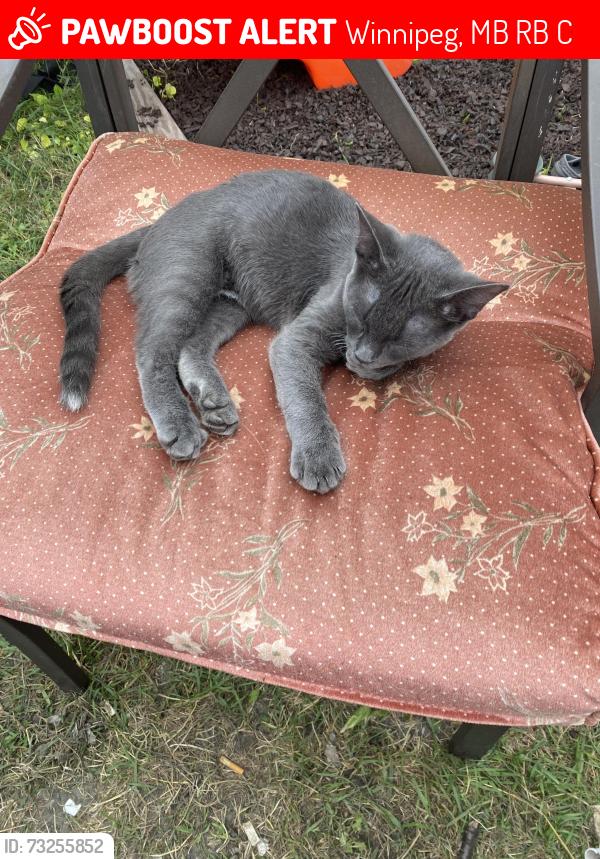 Lost Male Cat last seen Higgins at n Princess st, Winnipeg, MB R3B 3C7