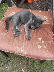 Lost Male Cat last seen Higgins at n Princess st, Winnipeg, MB R3B 3C7