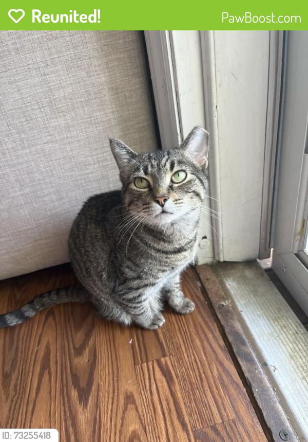 Reunited Female Cat last seen Near Steele Creek Park, Fort Mill, SC 29715