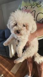 Lost Female Dog last seen Pioneer, Lakewood, CA 90715