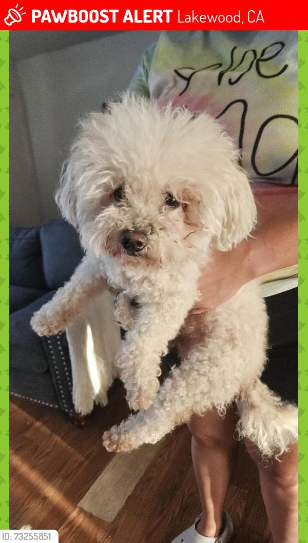 Lost Female Dog last seen Pioneer, Lakewood, CA 90715