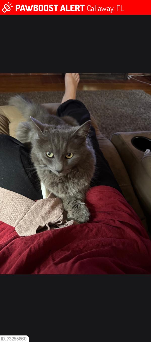 Lost Male Cat last seen Dairy queen, Callaway, FL 32404