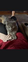 Lost Male Cat last seen Dairy queen, Callaway, FL 32404