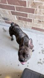 Found/Stray Female Dog last seen Gentle breeze lane and Sirocco Lane, Mont Belvieu, TX 77523