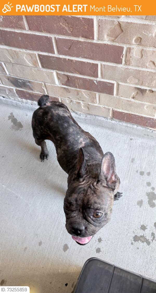 Found/Stray Female Dog last seen Gentle breeze lane and Sirocco Lane, Mont Belvieu, TX 77523