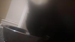 Reunited Male Cat last seen in bay shore, Bay Shore, NY 11706
