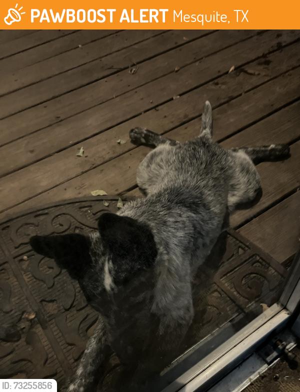 Found/Stray Female Dog last seen Gus Thomason, Mesquite, TX 75150