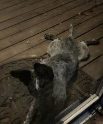 Found/Stray Female Dog last seen Gus Thomason, Mesquite, TX 75150