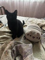 Reunited Male Cat last seen Indian Lake Peninsula, Hendersonville, TN 37075