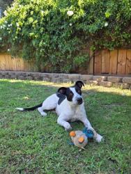 Shelter Stray Female Dog last seen Near BLOCK WEEDPATCH HWY, BAKERSFIELD CA 93307, 3951 Fruitvale Ave, Bakersfield, CA 93308, USA