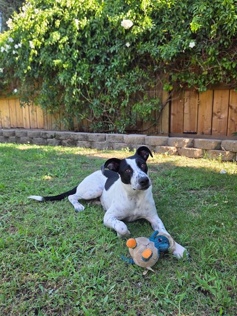 Shelter Stray Female Dog last seen Near BLOCK WEEDPATCH HWY, BAKERSFIELD CA 93307, 3951 Fruitvale Ave, Bakersfield, CA 93308, USA