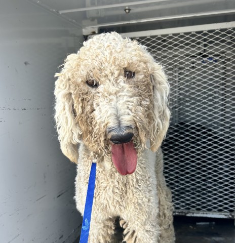 Shelter Stray Female Dog last seen Near BRECKENRIDGE RD, BAKERSFIELD CA 93306, 3951 Fruitvale Ave, Bakersfield, CA 93308, USA