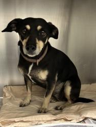 Shelter Stray Female Dog last seen Near BLOCK E BRUNDAGE LN, BAKERSFIELD CA 93307, 3951 Fruitvale Ave, Bakersfield, CA 93308, USA