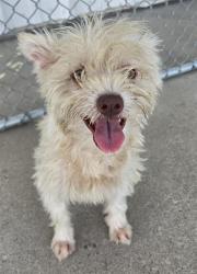 Shelter Stray Female Dog last seen Near BLOCK COLLEGE AVE, BAKERSFIELD CA 93306, 3951 Fruitvale Ave, Bakersfield, CA 93308, USA