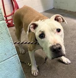 Shelter Stray Female Dog last seen FRUITRIDGE RD & FREEPORT BLVD, 2127 Front St, Sacramento, CA 95818, USA