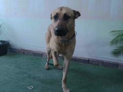 Shelter Stray Male Dog last seen , 4275 Elton St, Baldwin Park, CA 91706, USA