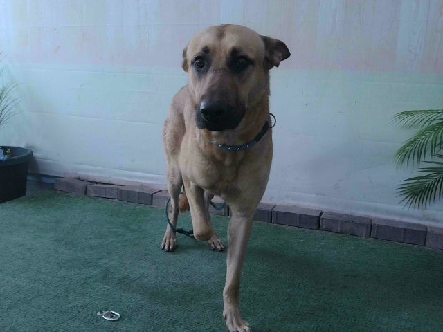 Shelter Stray Male Dog last seen , 4275 Elton St, Baldwin Park, CA 91706, USA