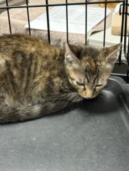 Shelter Stray Female Cat last seen , West Valley Animal Shelter, 20655 Plummer St, Chatsworth, CA 91311, USA