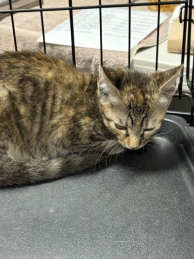 Shelter Stray Female Cat last seen , West Valley Animal Shelter, 20655 Plummer St, Chatsworth, CA 91311, USA