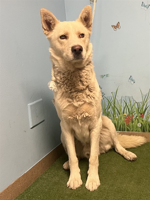 Shelter Stray Male Dog last seen , 38550 Sierra Hwy, Palmdale, CA 93550, USA