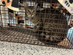 Shelter Stray Female Cat last seen Near BLOCK KINGSTON ST, 12155 Park Blvd, Brighton, CO 80601, USA