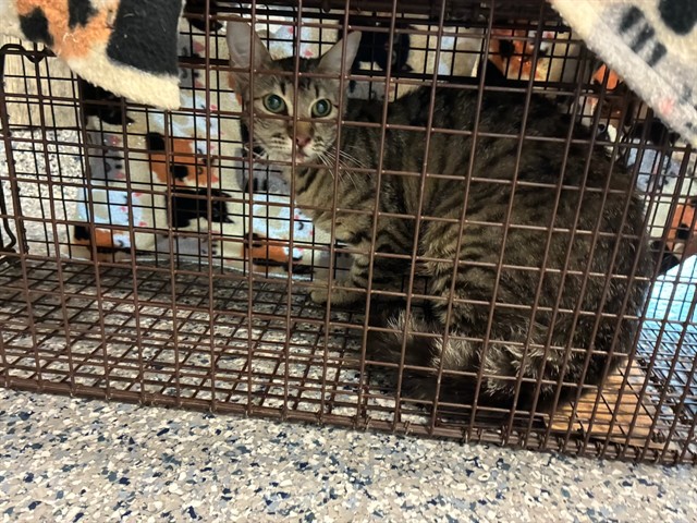 Shelter Stray Female Cat last seen Near BLOCK KINGSTON ST, 12155 Park Blvd, Brighton, CO 80601, USA